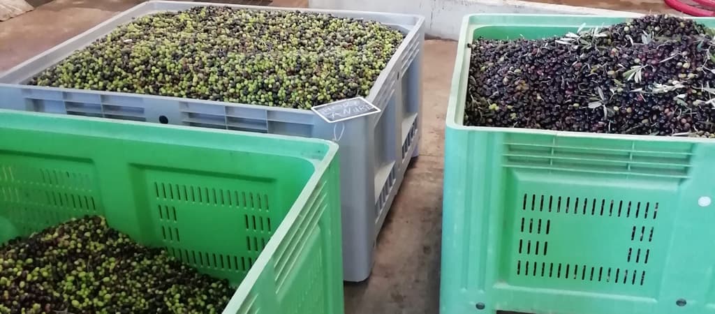 Die Oliven für den ersten EVOO 2021 in der Toskana