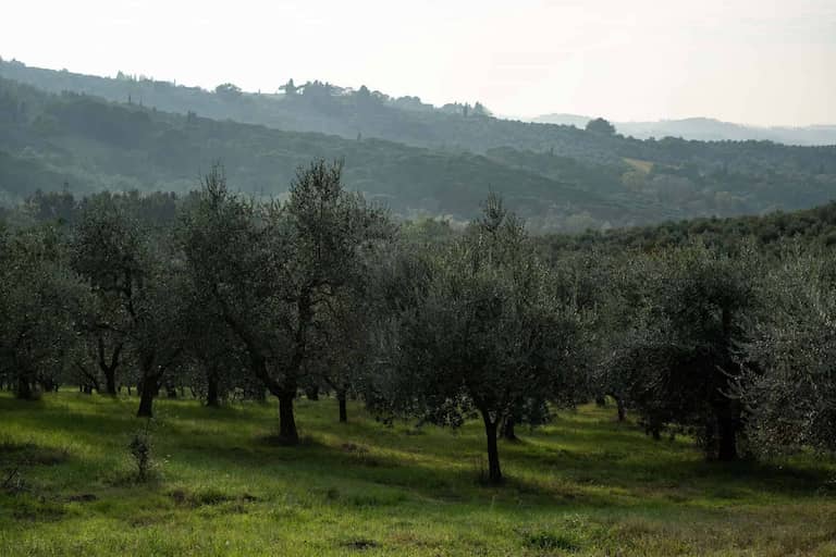 Oljčni nasadi na območju Chianti južno od Firenc