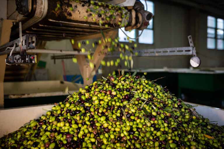 Visita frantoio del Grevepesa - producción de aceite de oliva virgen extra