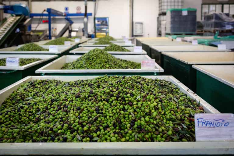 Olivenpressen für italienisches natives Olivenöl extra