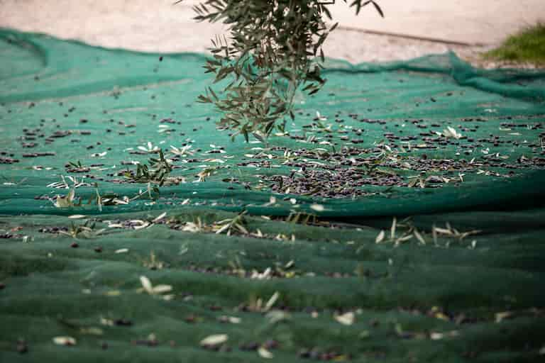 Raccolta delle olive in Toscana