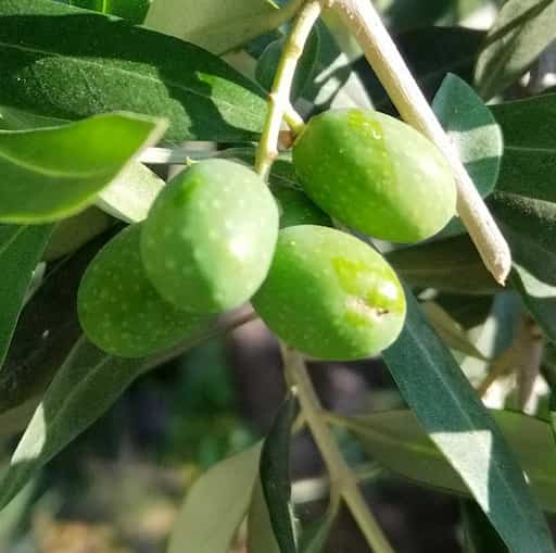 Olive ter sadje in zelenjava vsebujejo veliko količino polifenola