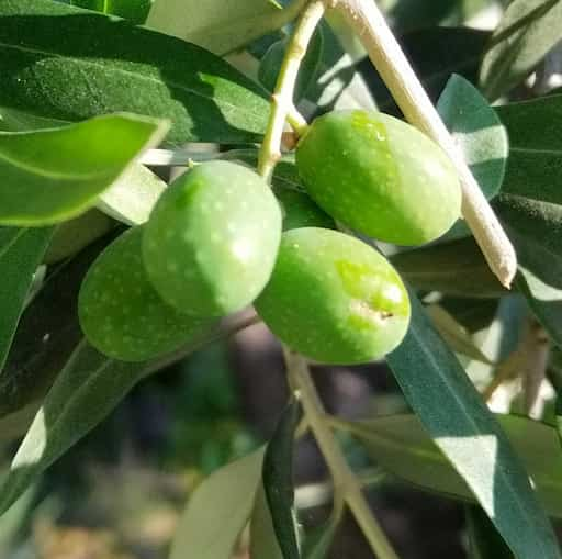 Azeitonas e frutas e legumes contêm uma grande quantidade de polifenóis