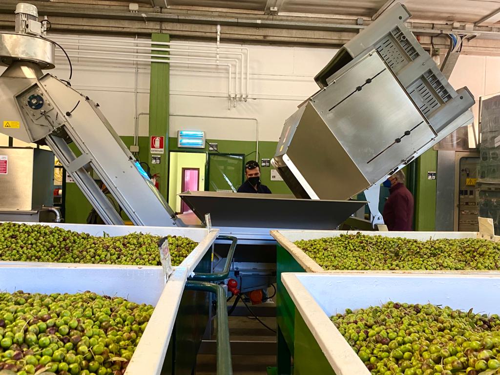 Produksjon av italiensk ekstra virgin olivenolje på Frantoio Del Grevepesa