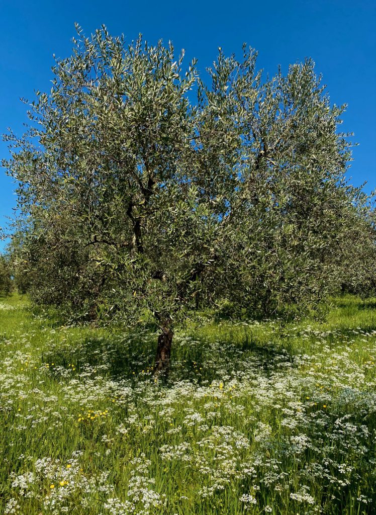 Olivenbaum in der Toskana, Frantoio Del Grevepesa, Herstellung von Bio-Olivenöl extra vergine