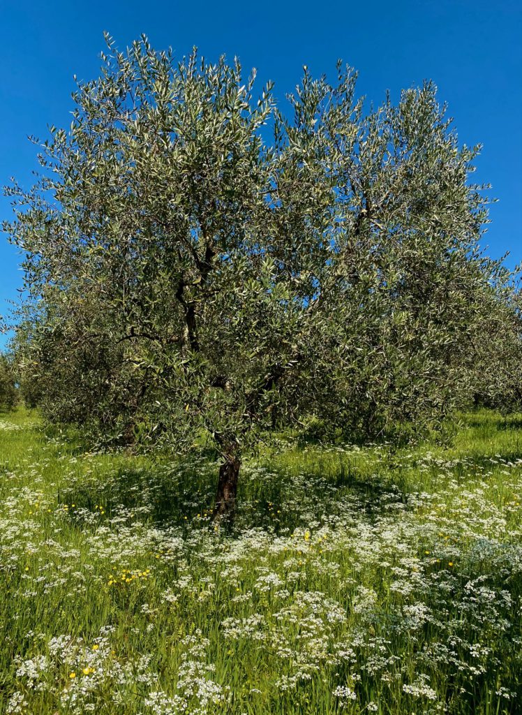 شجرة الزيتون في توسكانا ، Frantoio Del Grevepesa، إنتاج زيت الزيتون البكر العضوي