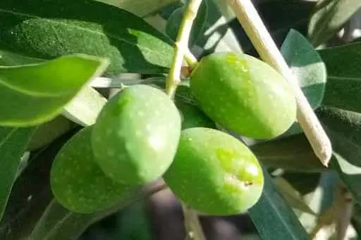 Organinis EVO, ekologiškas EVO. Ypač grynas ekologiškas.